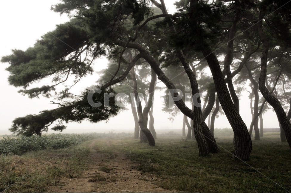 솔숲,임한리,보은,소나무,안개,새벽,tree,나무,plant,식물,treetrunk,나무줄기
