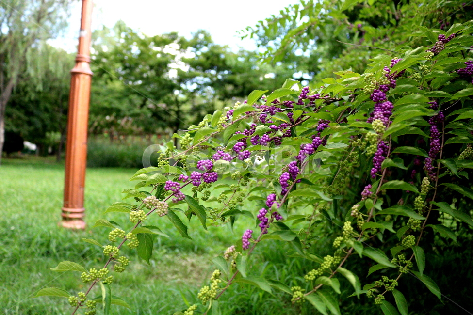 나무,식물,좀작살나무,열매,자연,좀작살나무열매,식물,자연,plants,nature,과일,열매,fruit