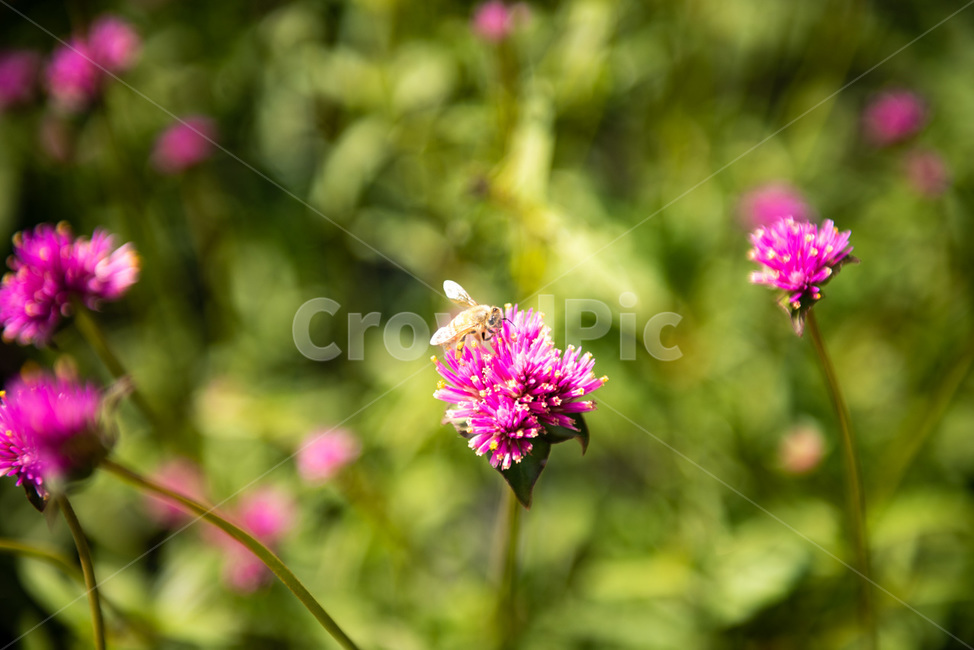 풀,꽃,화원,flower,식물,자연,식물,자연,plants,nature,꽃,flower