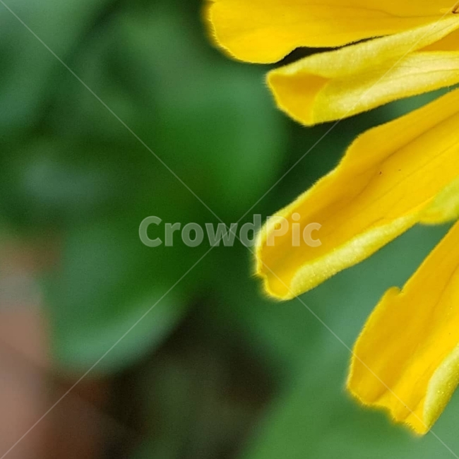 백일홍,초롱꽃목,국화과,한해살이풀,꽃,flower,식물도감,plant,beautiful,zinniaelegans,개량,식물,순수,pure,감성,꽃줄기,총포조각,7월,순결,핑크,퍼플,속씨식물,쌍떡잎,들꽃,illustrated plant book,꽃잎,내화피,암술,꽃밥,화관,갈래꽃,통꽃,수분,花冠,petal,內花被,외화피,꽃가루,충매화,돌려나기,방사대칭,양성화,화엽,꽃대,노란꽃,노란색,yellow,식물,자연,plants,nature,꽃,flower