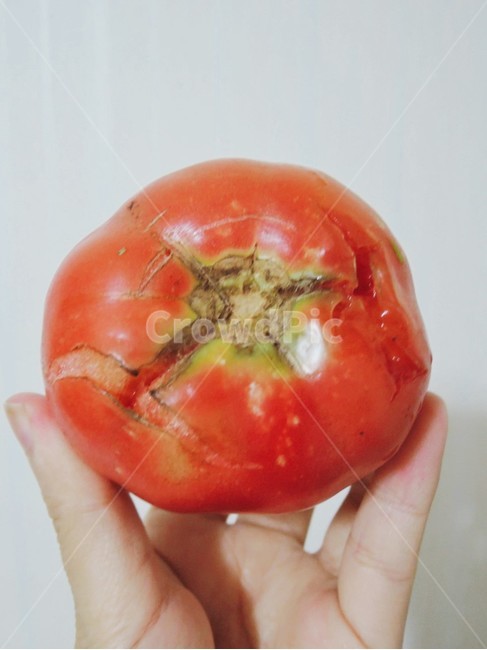 토마토,유기농,무농약,텃밭,레드푸드,여름과일