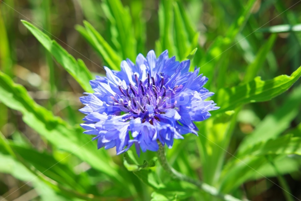 식물,꽃,여름,센토레아,수레국화,식물,자연,plants,nature,꽃,flower