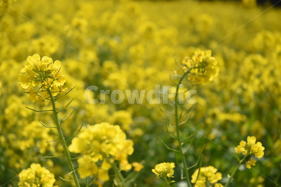 유채꽃,노란꽃,예쁜꽃,식물,flower,봄,yellowflower,rapeflower