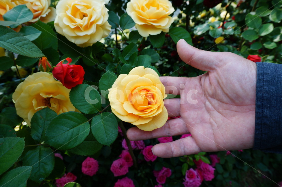 장미,장미꽃,꽃,손,노란장미,식물,자연,plants,nature,꽃,flower,사람,인물,인간,human,person,신체일부,몸,body