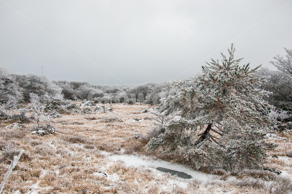 눈,설경,한라산설경,풍경,snow,landscape,1100고지,겨울,계절,winter,season,자연,풍경,nature,landscape,outdoors,옥외,frost,서리
