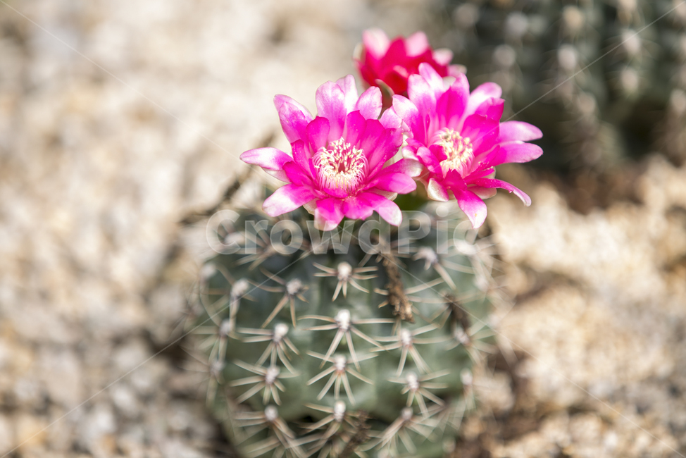 비화옥,선인장,선인장꽃,식물,cactus,gymnocalyciumbaldianumspegazzini,자연,식물,자연,plants,nature