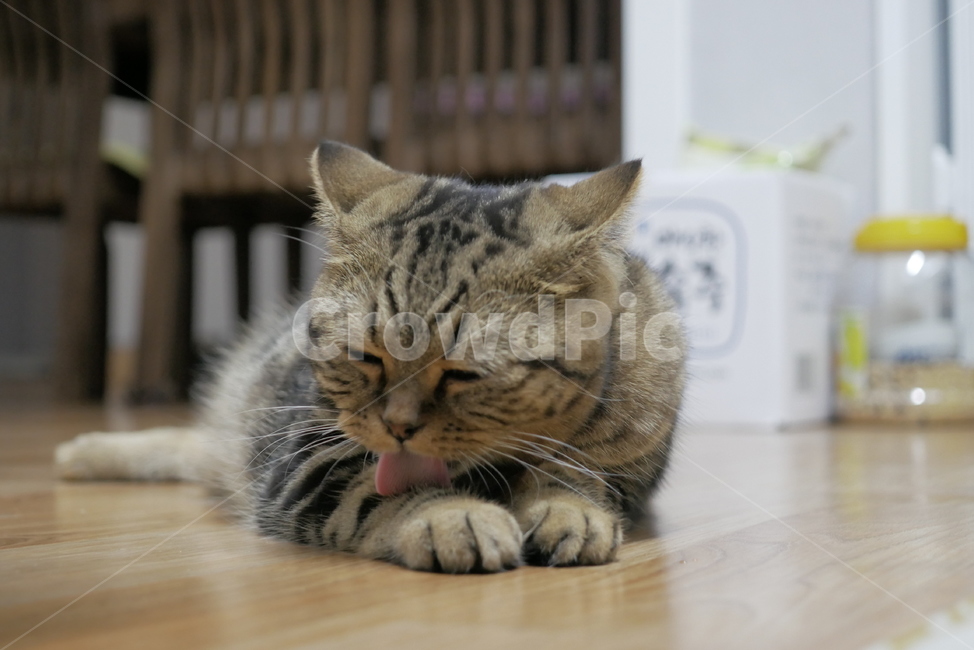 고양이,동물,반려동물,애완동물,cat,동물,animal,포유류,mammal,고양이,cat,kitten,kitty