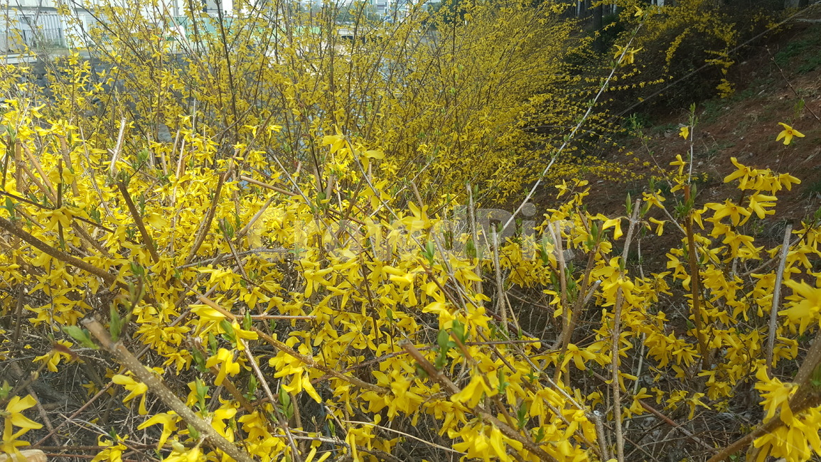 개나리,꽃,봄,봄꽃,자연,계절,식물,자연,plants,nature,꽃,flower