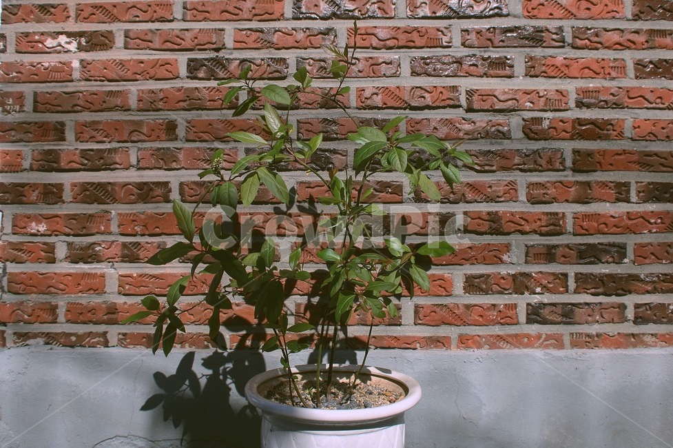 식물,자연,봄,개나리,감성,화분,벽돌,풍경,식물,자연,plants,nature,실내용화초,화분,화초,house plant