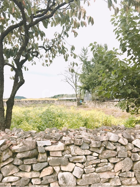 시골,돌,나무,풍경,고즈넉,분위기,자연,풍경,nature,landscape,wall,벽,tree,plant,식물