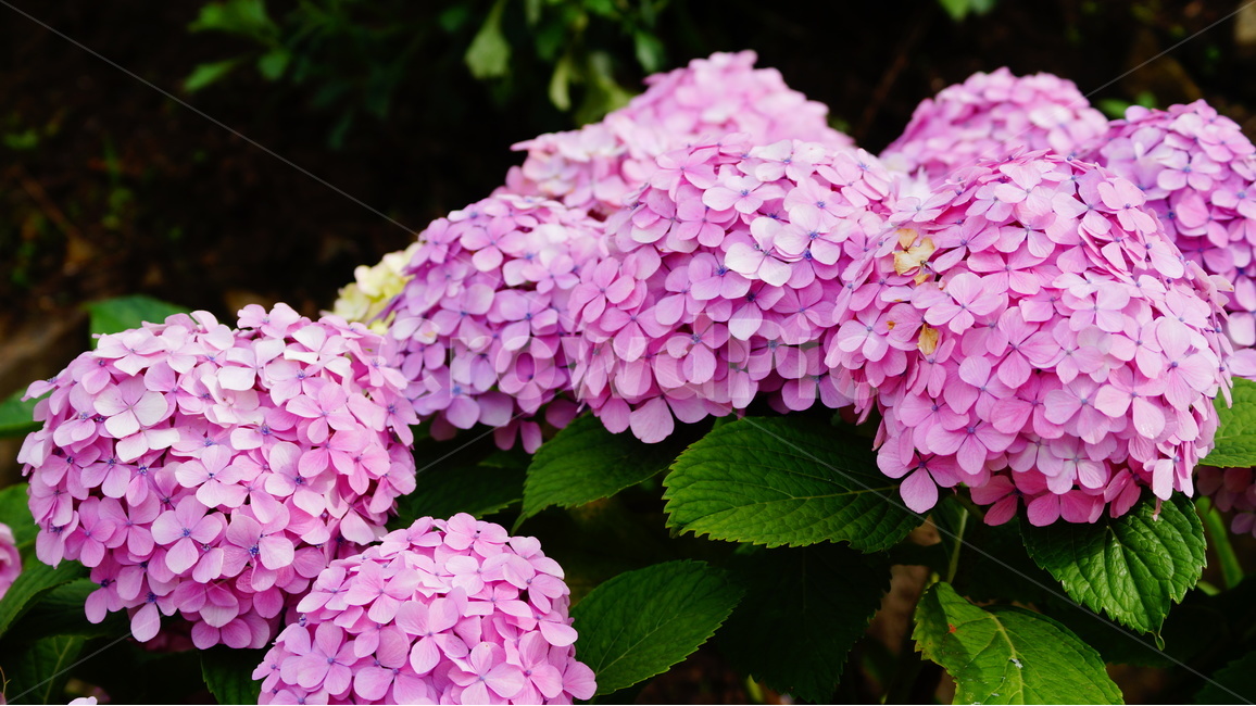 수국,수국꽃,꽃,꽃사진,식물,식물,자연,plants,nature,꽃,flower