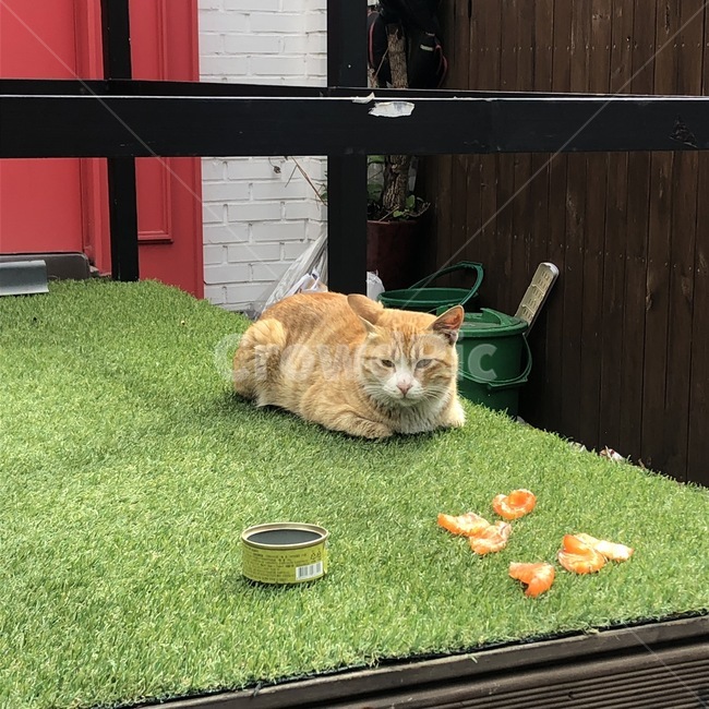 고양이,연어,고양이밥,길고양이,냐옹이,길거리,동물,animal,포유류,mammal,고양이,cat,kitten,kitty