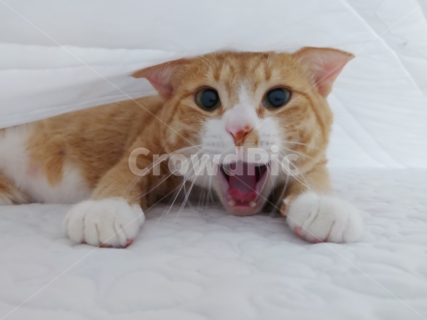 고양이,동물,반려묘,냥,냥이,집사,아기,애정