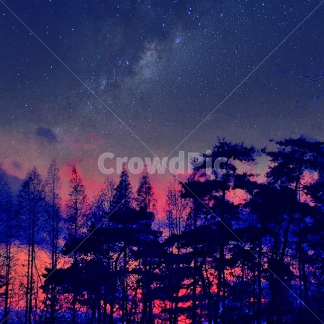 나무,tree,하늘,sky,보라색,purple,밤,night