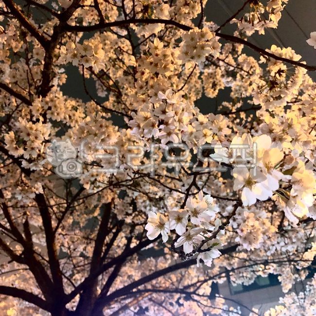 midnight,springtime,cherryblossom,night,tree,March,flowering,branch,april,April,march,flower,spring,petal,bloom,season,spring night,cherry blossom,evening