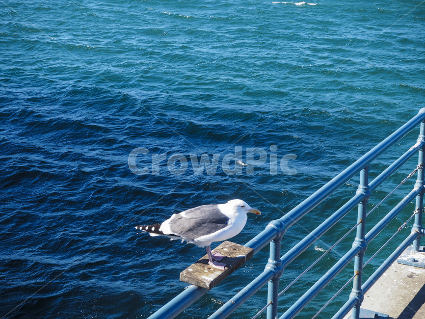 바다,물,파랑,파도,갈매기,새,sea,ocean,water,blue,wave,seagull,losangeles,la,santamonica,엘에이,로스앤젤리스,산타모니카
