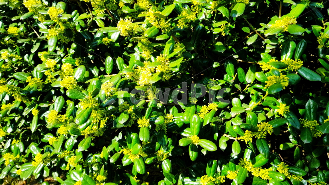꽃,나무,꽃나무,노란꽃,봄꽃,식물,자연,plants,nature
