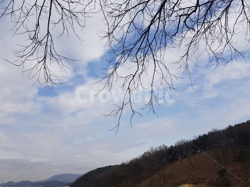 하늘,나무,산,배경,풍경