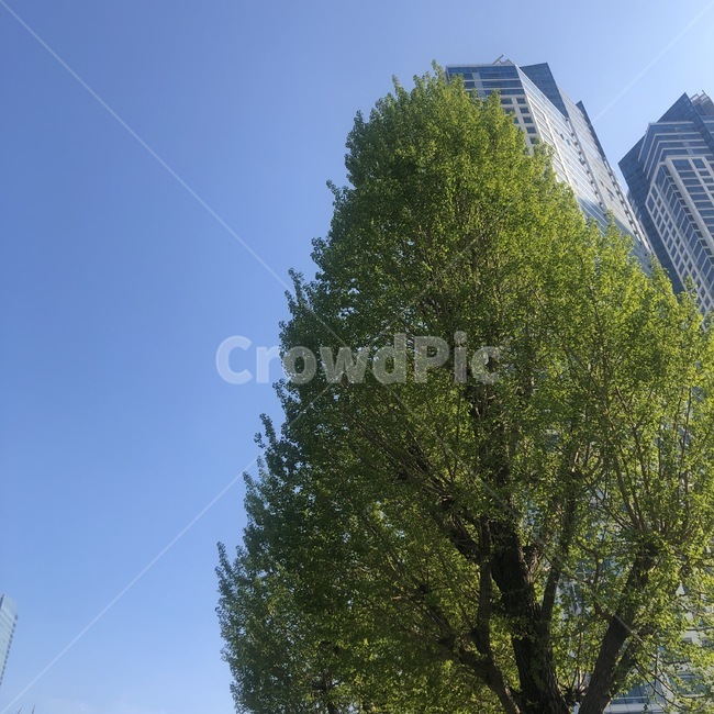 초여름,부산,여름,나무,아파트,나무와아파트,자연,배경,도심,도시,도시풍경,푸른잎,도심속자연