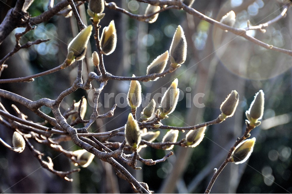버들강아지,식물,봄,역광,자연,봄,계절,spring,season,식물,자연,plants,nature,꽃,flower,plant