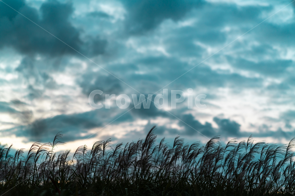 억새,하늘공원,자연,풍경,공원,하늘,sky,landscape,자연,풍경,nature,landscape,실루엣,그림자,silhouette,shadow,grass,잔디,plant,식물,lawn,reed,갈대