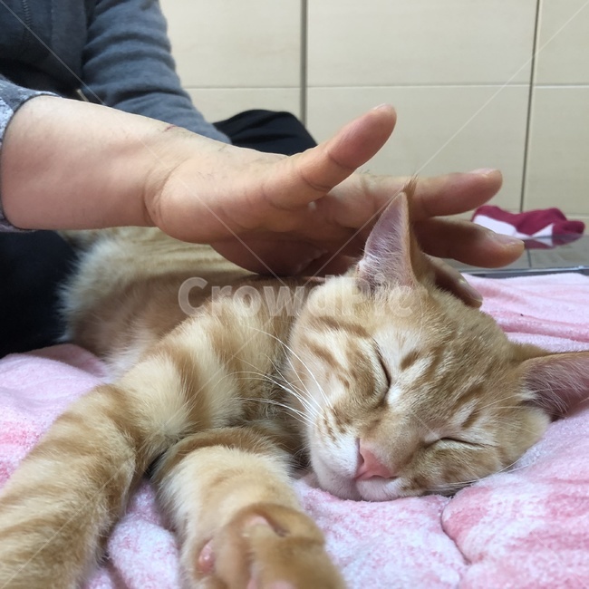 고양이,잠,애완동물,줄무늬,이불,동물,animal,포유류,mammal,고양이,cat,kitten,kitty