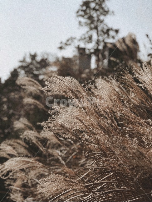 갈대,나무,갈색,감성,풀,하늘,녹색,가을,힐링,계절,가을,계절,fall,autumn,season,자연,풍경,nature,landscape,grass,잔디,plant,식물,lawn,reed