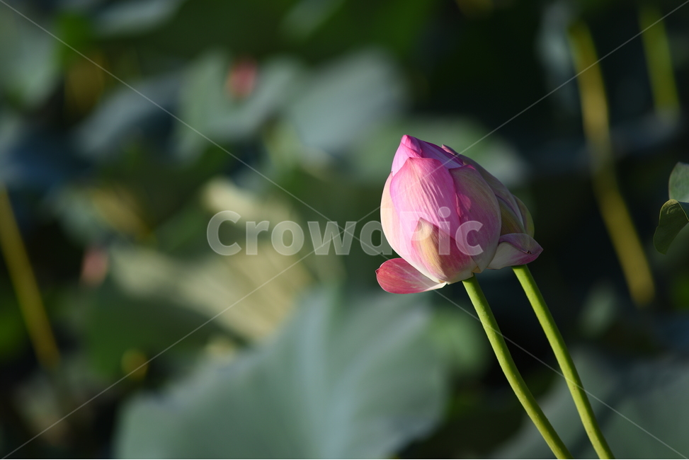 연꽃,꽃봉오리,연잎,연화지,식물,분홍,연두,초록,식물,자연,plants,nature,꽃,flower