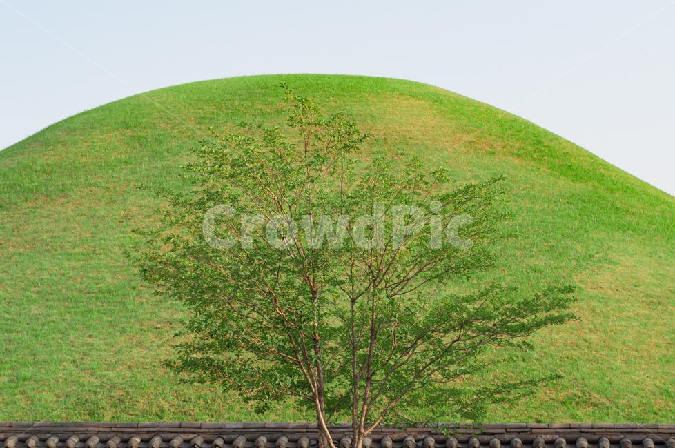 경주,대릉원,고분,릉,왕릉,유적,한국,신라,나무,초록,유네스코,문화유산,경상북도,전통,랜드마크,landmark,tourist attraction,한국랜드마크,한국관광지,한국명소,korea landmark,korea tourist attraction