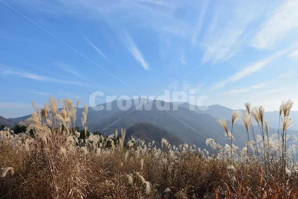유명산,마유산,억새,가을,풍경,자연,하늘,감성,힐링,아름다운,구름,파란,가을,계절,fall,autumn,season,자연,풍경,nature,landscape,plant,식물,grass,잔디,lawn,reed,갈대