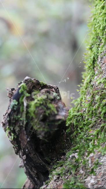 moss,이끼,plant,식물,거미줄,이슬,물방울,나무