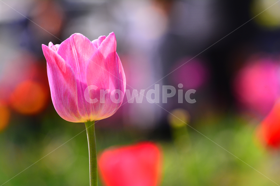 서울숲,튤립,봄꽃,tulip,봄이미지,봄날,spring,튤립축제,구근식물,flowers,식물,아름다운,공원,꽃축제,배경,바탕,beautiful,예쁜,화려한,가든,화단,정원,garden,보케,분홍색,핑크색,빨강색,봄,계절,spring,season,식물,자연,plants,nature,꽃,flower,plant