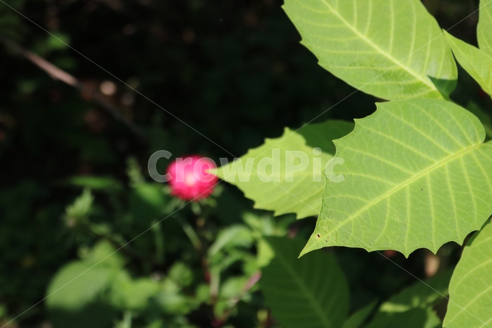 꽃,분홍,노랑,초록,식물,flower,hana,pink,pinku,yellow,kiiro,green,midori,plants,shokubutsu,햇빛,그림자,sunlight,hizashi,shadow,kage,하늘,자연,sky,sora,nature,나무,tree,ki,식물,자연,plants,nature,꽃,flower