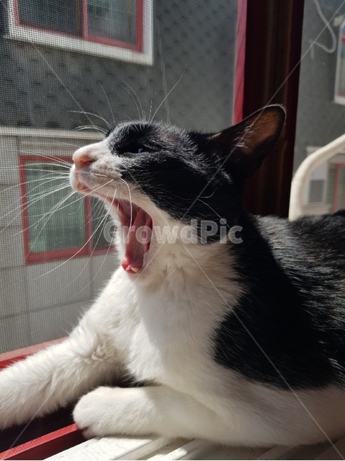 코리안숏헤어,하품,햇빛,고양이,코숏,행복,턱시도고양이,하품하는고양이,cat,koreanshorthair,구강,충곤증,고양이하품,수염,일광욕,한가로운,sun,sunlight,black,white,코숏고양이,고양이습성,습성,비만고양이,비만냥이,나른한,블랙,화이트,동물,animal,포유류,mammal,고양이,cat,kitten,kitty