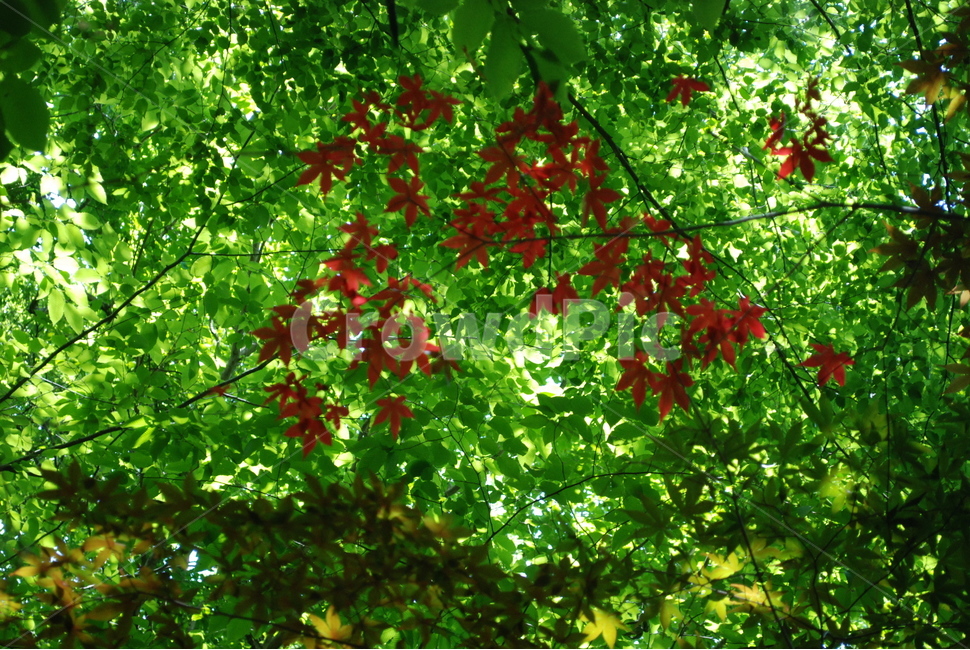 단풍,가을,잎사귀,빨강,여름,식물,자연,plants,nature