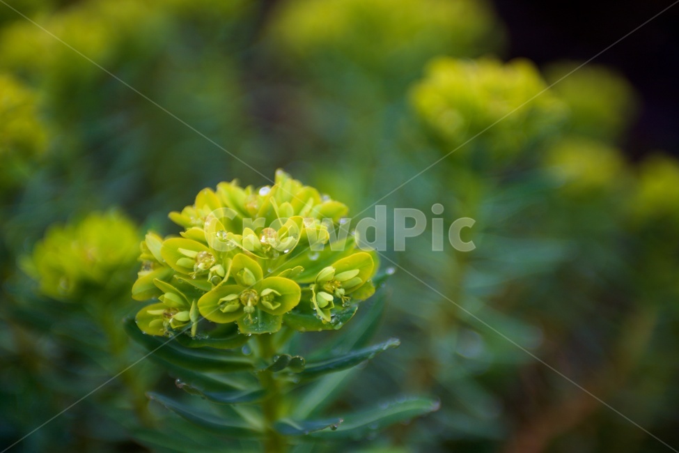 암대극,식물,갯바위대극,노란꽃,포커스아웃,식물,자연,plants,nature,꽃,flower