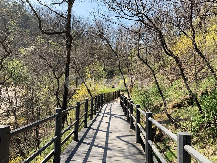 숲,forest,나무,푸른,초록,봄,tree,green,spring,summer