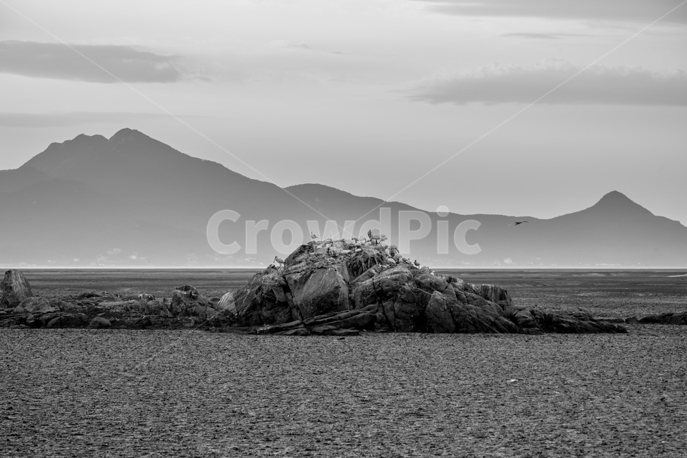 영종도,썰물,갯벌,낙조,석양,환경,무늬,문양,철새,자연,풍경,nature,landscape,한국자연풍경,한국자연경관,korea nature landscape,동물,animal,조류,새,birds,흑백,모노톤,monochrome,black and white,outdoors,옥외,land,땅,shoreline,해안선,water,물,sea,바다,ocean,대양,coast,연안,island,섬