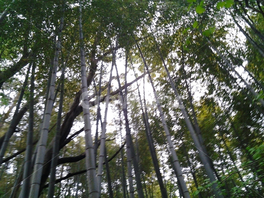 plant,식물,자연,nature,하늘,sky,나무,tree,자연,풍경,nature,landscape