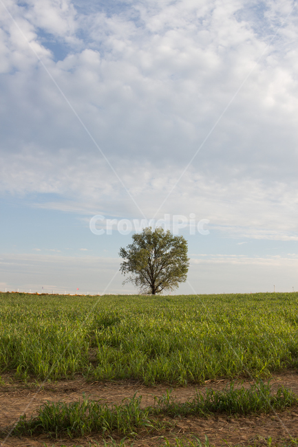 목초지,식물,plant,자연,들,나무,outdoors,옥외,grassland,안성,팜랜드agriculture,background,beautiful,cloud,countryside,day,environment,field,grass,green,landscape,lonely,meadow,morning,natural,nature,nobody,outdoor,rural,scene,scenic,season,sky,spring,summer,sunlight,sunny,tree,view