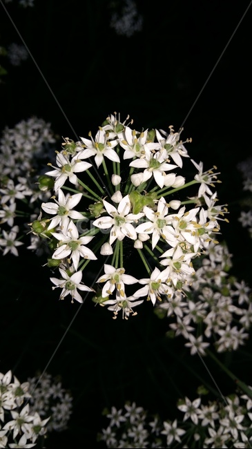 부추꽃,야초,야화,들꽃,흰꽃,식물,자연,plants,nature,꽃,flower