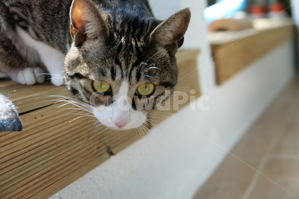 고양이,코숏,길고양이,동물,반려묘,반려동물,cat,kitten,animal,동물,animal,포유류,mammal,고양이,cat,kitten,kitty