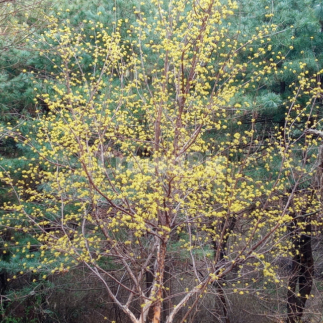 산수유,산수유꽃,산수유나무,봄,봄나무,봄꽃,tree,나무,plant,식물,treetrunk,나무줄기,노랑,자연,nature,산