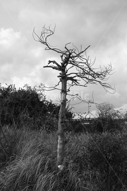 나무,흑백,풍경,하늘,억새,나뭇가지,흑백사진,landscape,background,screen,sky,monochrome,tree,겨울,제주,jeju