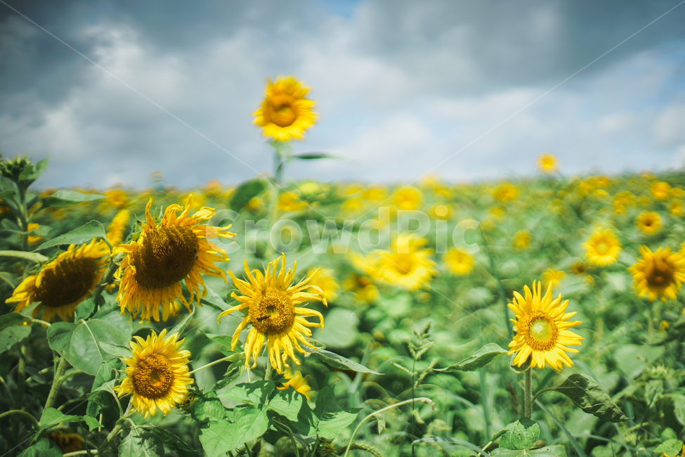 해바라기,하늘,여름꽃,여름,꽃,해바라기꽃,여름,계절,summer,season,자연,풍경,nature,landscape,식물,plants,꽃,flower,plant,blossom,sunflower