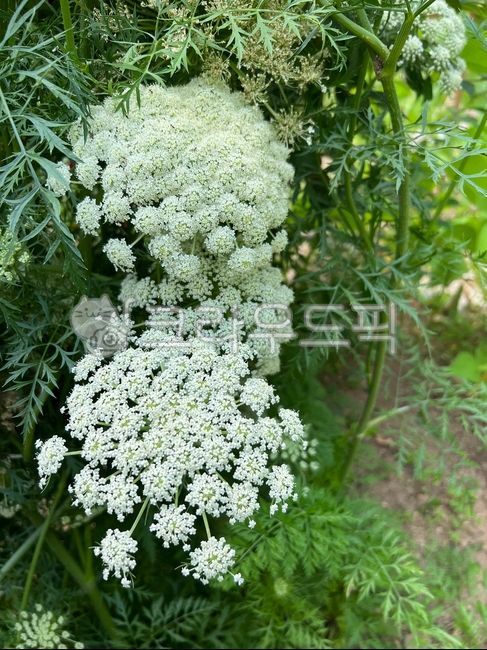 당근,당근꽃,하얀꽃,carrotflower,herbs,꽃,flower,white