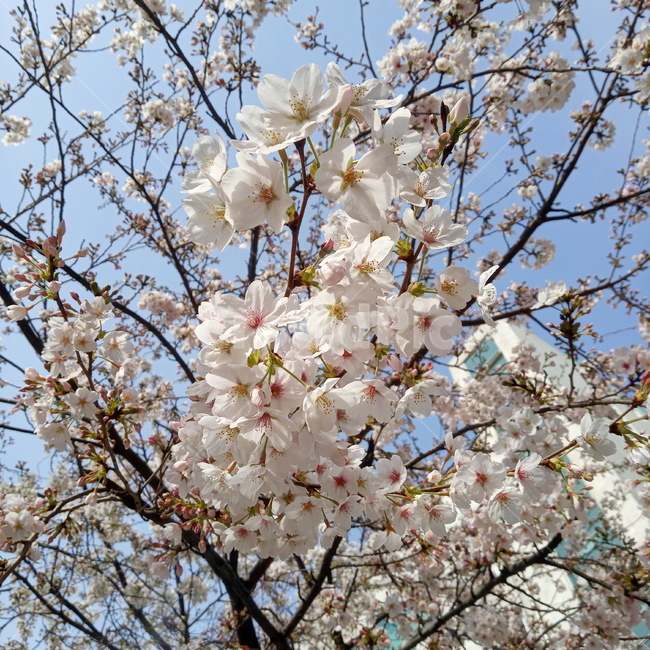 봄,벚꽃,cherryblossom,flowers,봄꽃,벚꽃나무,계절,springseason,꽃,나무,trees,감성,sensiblefeeling,plant,분홍,하양,배경,풍경,landscape,식물,자연,plants,nature,flower,blossom