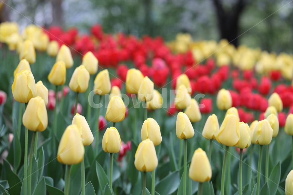 꽃,튤립,꽃길,꽃밭,봄,계절,공원,자연,풍경,색깔,flowers,tulips,spring,field,park,landscape,nature,colors,colorful,season,봄날,봄,계절,spring,season,식물,자연,plants,nature,꽃,flower,plant,blossom