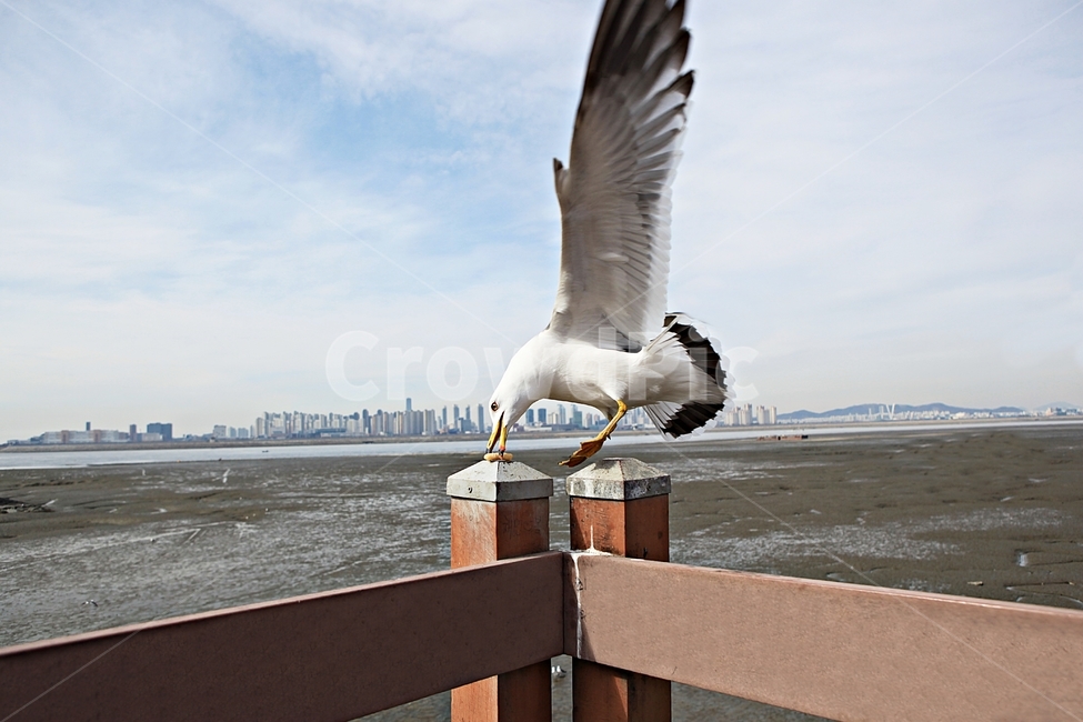 갈매기,새,조류,풍경,배경,자연,풍광,하늘,동물,animal,조류,새,birds
