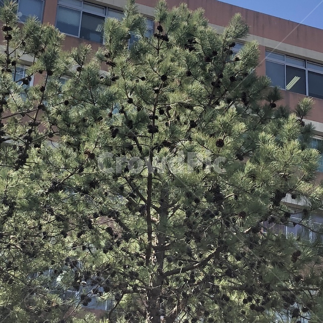 tree,나무,plant,식물,솔방울
